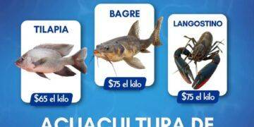 5 Cateos En Mega Operativo Deja 3 Detenidos; Aseguran Armas De Alto Poder Y Una Extorsión Millonaria En La Zona