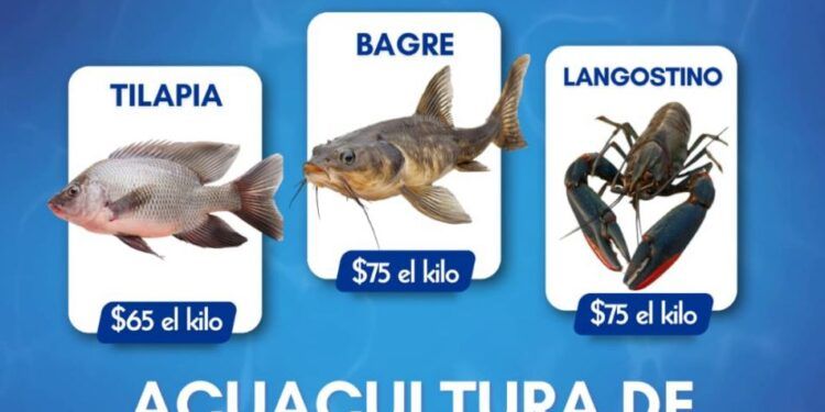 5 Cateos En Mega Operativo Deja 3 Detenidos; Aseguran Armas De Alto Poder Y Una Extorsión Millonaria En La Zona