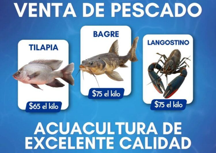 Pescado Bara Bara A - El Día De Michoacán