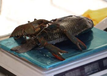 Borrador Automático