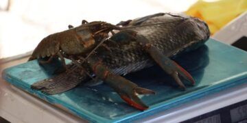 Borrador Automático