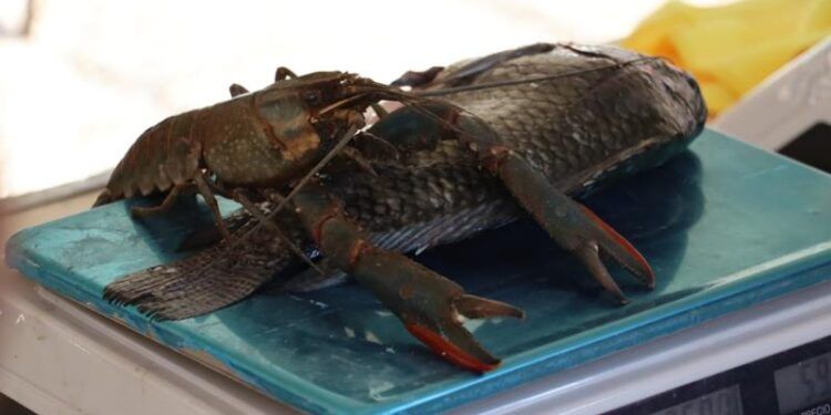 Vuelve Este Viernes La Venta De Pescado Economico A Apatzingan 2 - El Día De Michoacán