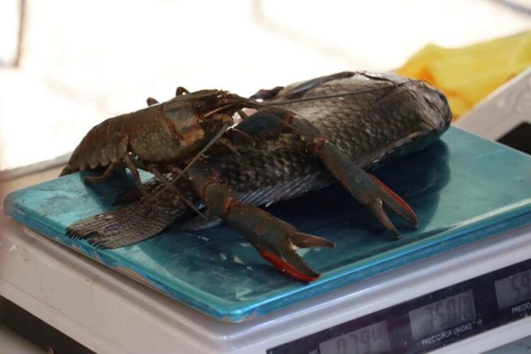 Vuelve Este Viernes La Venta De Pescado Economico A Apatzingan 2 - El Día De Michoacán