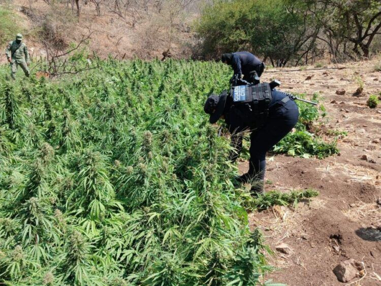 Ssp Y Defensa Incineran 12 Mil 600 Plantas De Mariguana 1 - El Día De Michoacán