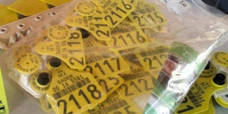 Decomisan Uniformes Militares en Narcotiendita de Zamora; detienen a Desertor del 17 batallón