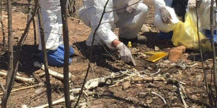 Sin Identidad Ni Causa De Muerte: Forenses Analizan Dos Osamentas Halladas En Narcofosa En Las Colonias  De Apatzingán
