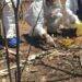 Sin Identidad Ni Causa De Muerte: Forenses Analizan Dos Osamentas Halladas En Narcofosa En Las Colonias  De Apatzingán