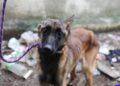Fiscalía Despliega Operativos Sin Tregua: RESCATE DE 359 ANIMALES y 15 cateos en el primer semestre de 2026