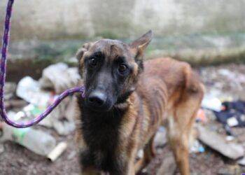 Fiscalía Despliega Operativos Sin Tregua: RESCATE DE 359 ANIMALES y 15 cateos en el primer semestre de 2026