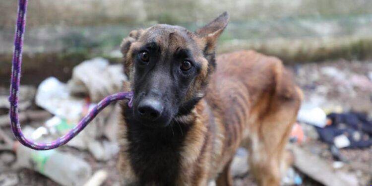 Fiscalía Despliega Operativos Sin Tregua: RESCATE DE 359 ANIMALES y 15 cateos en el primer semestre de 2026