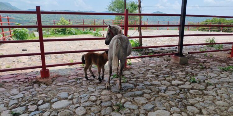 Fiscal de Michoacán pide otra licencia y abre debate sobre prioridades: ¿justicia o 4T?