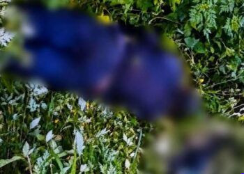 Fiscalía Despliega Operativos Sin Tregua: RESCATE DE 359 ANIMALES y 15 cateos en el primer semestre de 2026