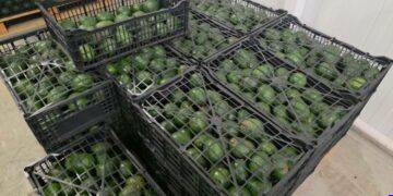 Suspensión de USDA en Michoacán paraliza industria del aguacate y genera pérdidas millonarias