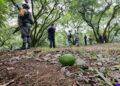 Suspensión de USDA en Michoacán paraliza industria del aguacate y genera pérdidas millonarias