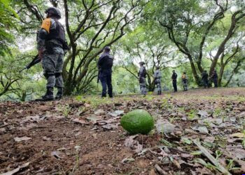 Suspensión de USDA en Michoacán paraliza industria del aguacate y genera pérdidas millonarias