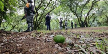 Suspensión de USDA en Michoacán paraliza industria del aguacate y genera pérdidas millonarias