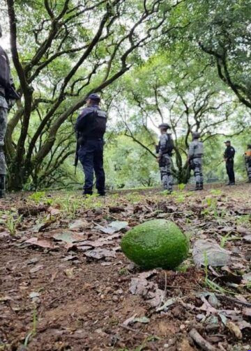 Suspensión de USDA en Michoacán paraliza industria del aguacate y genera pérdidas millonarias