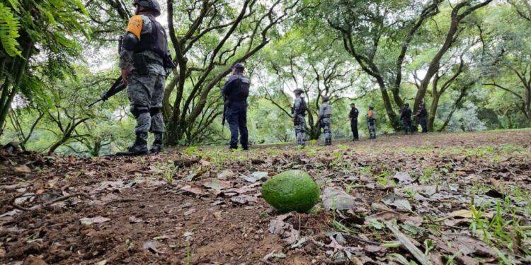 Suspensión de USDA en Michoacán paraliza industria del aguacate y genera pérdidas millonarias