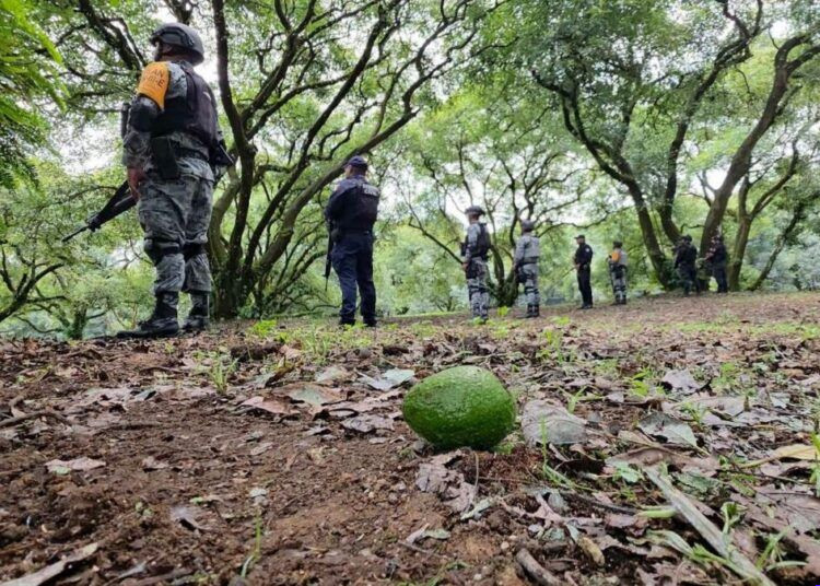 Suspensión de USDA en Michoacán paraliza industria del aguacate y genera pérdidas millonarias