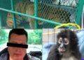 Cateos simultáneos en Los Reyes y Peribán dejan un detenido, arsenal y fauna exótica decomisada