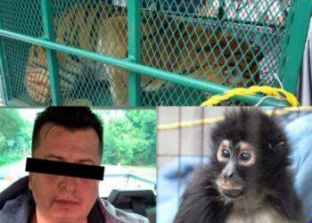 Cateos simultáneos en Los Reyes y Peribán dejan un detenido, arsenal y fauna exótica decomisada