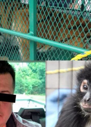 Cateos simultáneos en Los Reyes y Peribán dejan un detenido, arsenal y fauna exótica decomisada