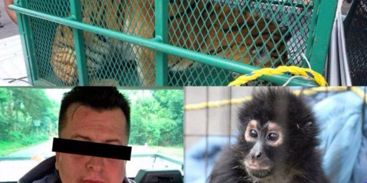 Cateos simultáneos en Los Reyes y Peribán dejan un detenido, arsenal y fauna exótica decomisada