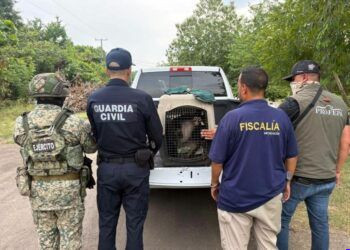 FGE rescata a mono araña mantenido en cautiverio durante cateo en Apatzingán; activan protocolo de protección animal
