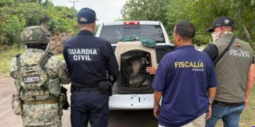 FGE rescata a mono araña mantenido en cautiverio durante cateo en Apatzingán; activan protocolo de protección animal