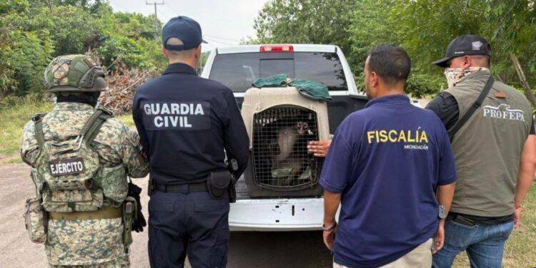 FGE rescata a mono araña mantenido en cautiverio durante cateo en Apatzingán; activan protocolo de protección animal