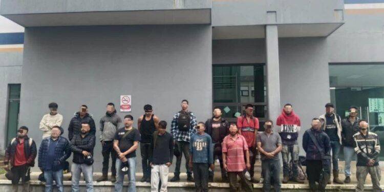 Guardia Civil atrapa a 20 hombres en pleno robo de aguacate en Uruapan